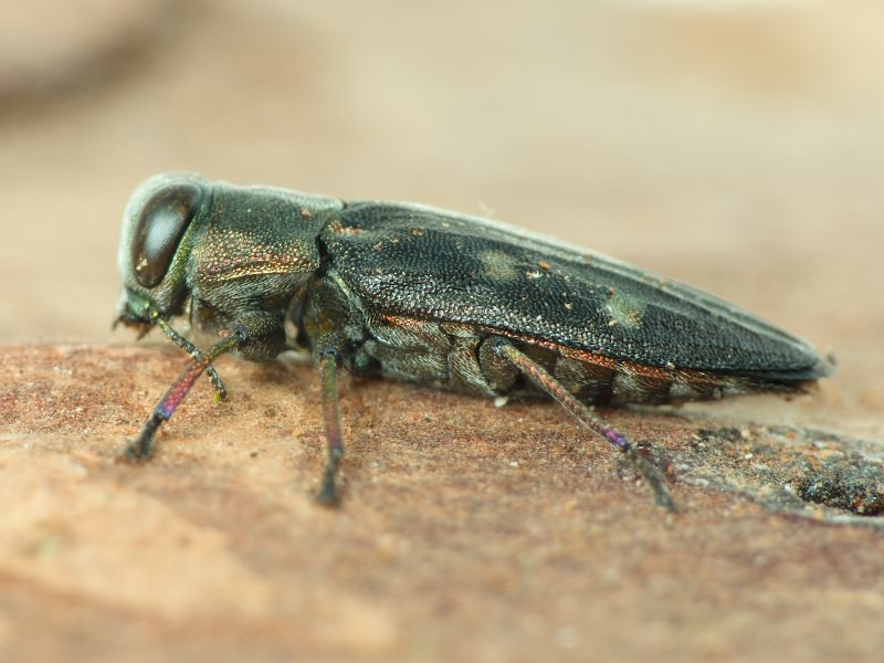 Chrysobothris igniventris Reitter, 1895
